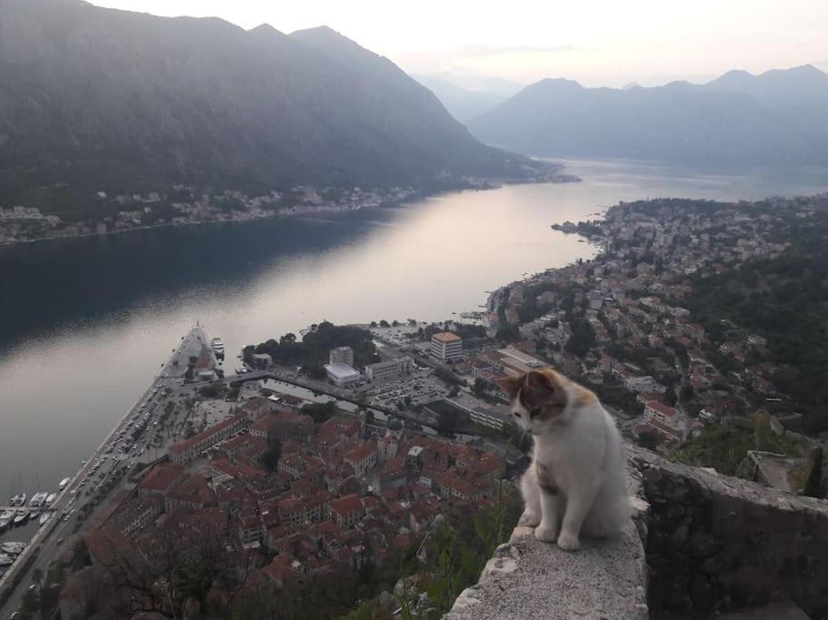 2Br Apartment With Pool Kotor Bagian luar foto